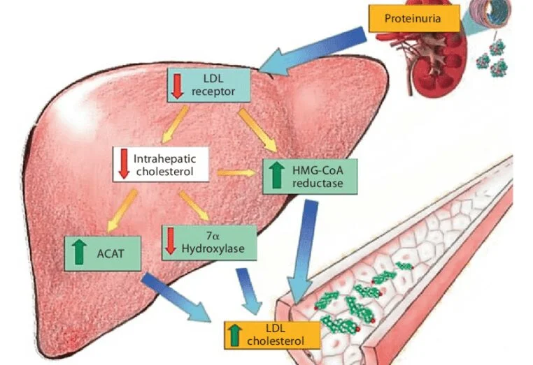 Liver Metabolism Pathway